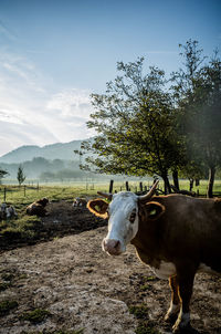 Cow standing on field against sky