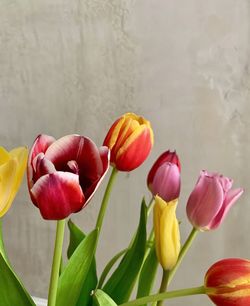 Close-up of pink tulips