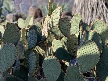 Full frame shot of succulent plants