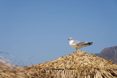 Low angle view of bird perching on nest against sky