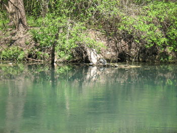 Scenic view of lake in forest