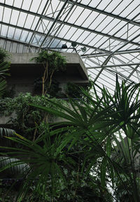 Low angle view of plants in greenhouse