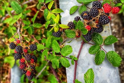 High angle view of berries growing on plant