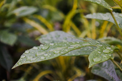 Close-up of wet plant leaves during rainy season