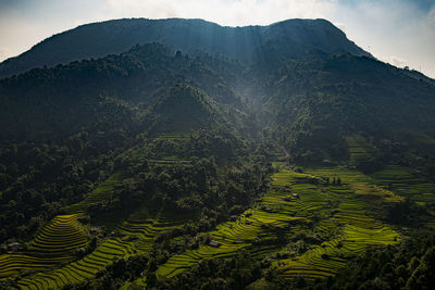 Aerial view of agricultural field