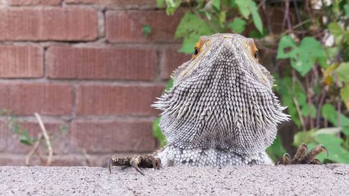 Close-up of plant against blurred background
