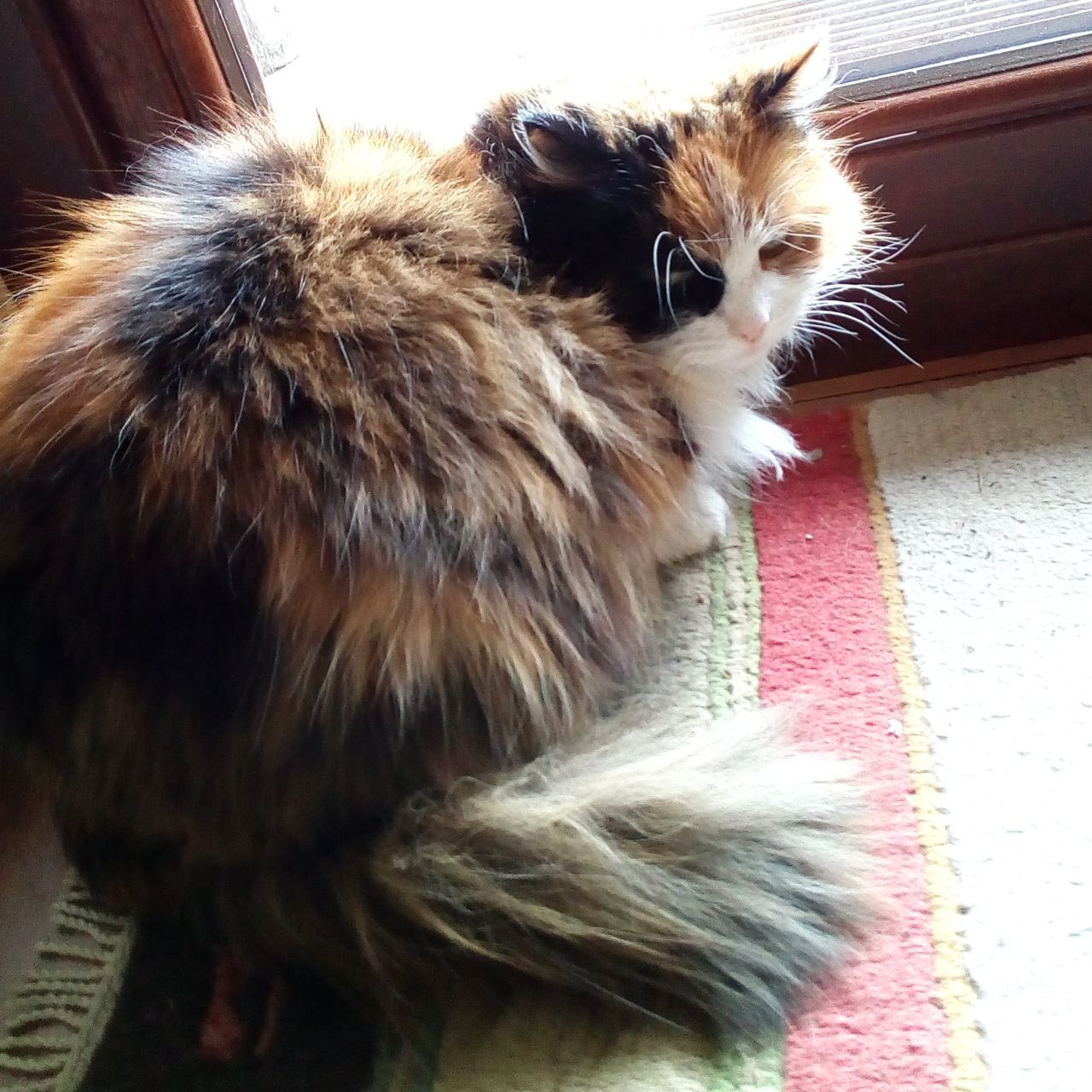 CLOSE-UP OF CAT ON FLOOR