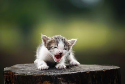 Close-up of cat yawning on tree stump