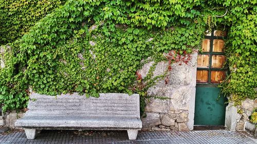 Empty bench by ivies growing on wall
