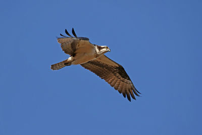 Osprey flying above