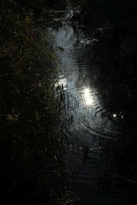 Reflection of trees in water