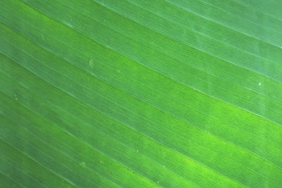 Full frame shot of palm leaf