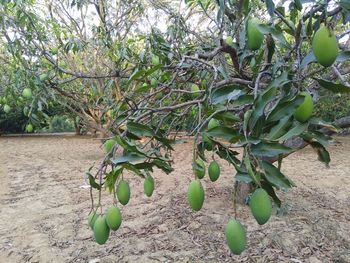 Close-up of fruit growing on tree