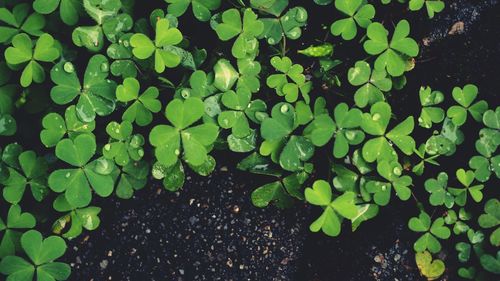 High angle view of plants