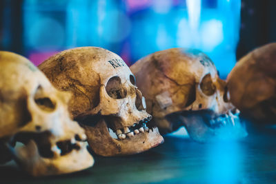 Close-up of human skulls on table