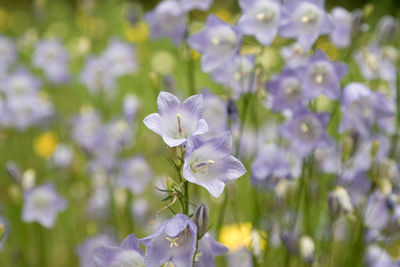 Close-up of purple flowering plant