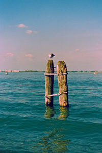Rear view of man standing in sea against sky