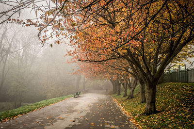 Empty road amidst trees in park