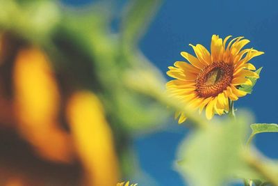 Low angle view of sunflowers