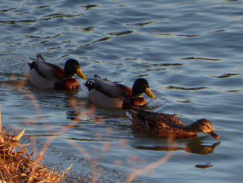 Ducks swimming on lake