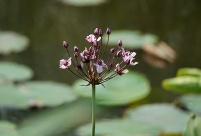 Close-up of pink flowering plant