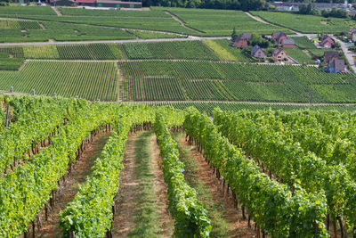 Scenic view of agricultural field