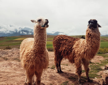 Peruvian llamas in a field with mountains and grass in the back