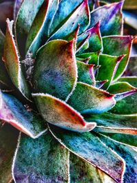 Close-up of succulent plant