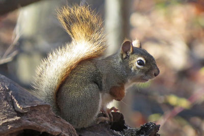 Close-up of squirrel