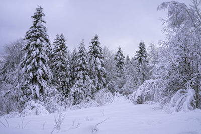 Winter view of the forest covered with snow