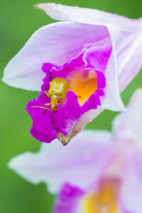 Close-up of beetle on pink orchid