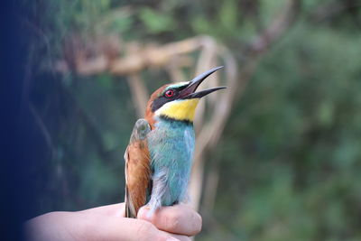 Close-up of bird perching on hand