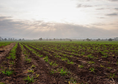 Scenic view of agricultural field against sky