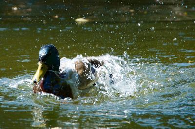 View of dog swimming in lake