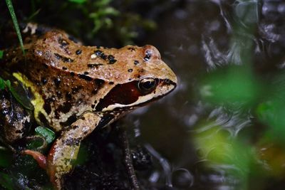 Close-up of lizard in water