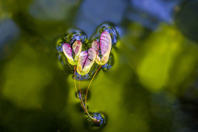 Close-up of honey bee on purple flower