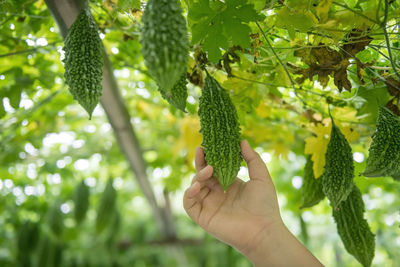 Close-up of hand holding fruit