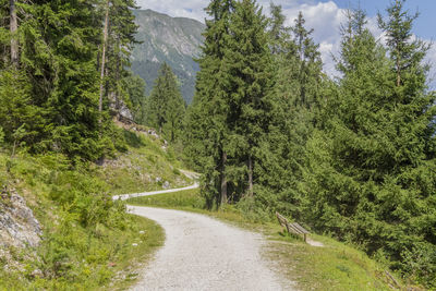 Road amidst trees in forest