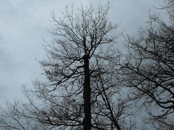 Low angle view of bare trees against sky