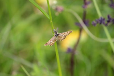 Close-up of butterfly pollinating on purple flower