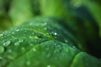 Close-up of wet leaves on rainy day