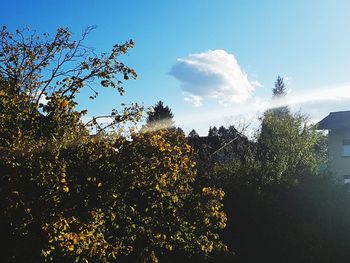 Low angle view of flowering plants against sky