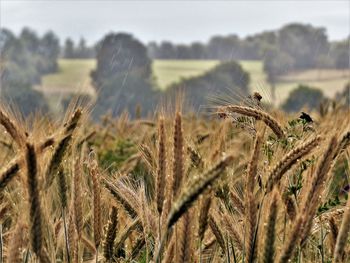 Close-up of wheat growing on field against sky