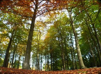 Low angle view of trees in forest