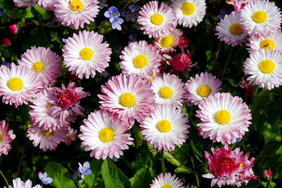 High angle view of daisy flowers