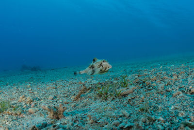 View of turtle swimming in sea