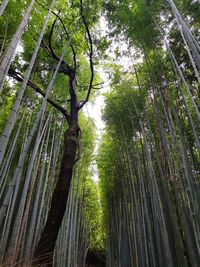 Low angle view of bamboo trees in forest