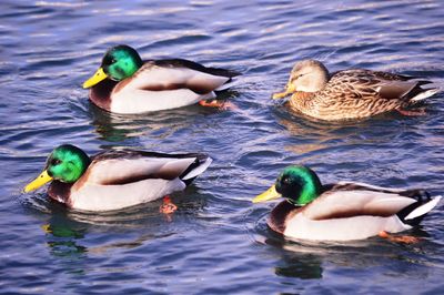 View of mallard ducks swimming in lake