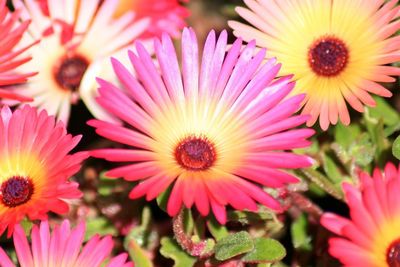 Macro shot of pink flower