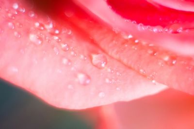 Extreme close-up of water drops on red flower